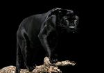 Black_PantherSRB