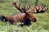 MOOSE_56