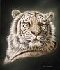 White_Tiger_P