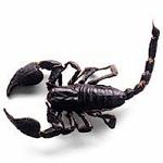 The_Scorpionclaw