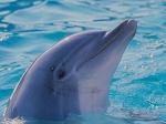 DOLPHIN_34