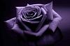 purple_rose