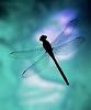 Dragonflyskye