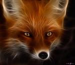 RedFoxBoy