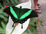 GreenButterfly