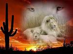 Lisa_White_Lion