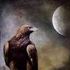 Hawk_moon