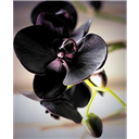 Orchid_Feathe