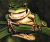 DZfrog