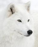 __WhiteWolf__