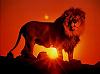 Lion_Holland_